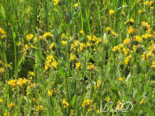 field of mountain flowers