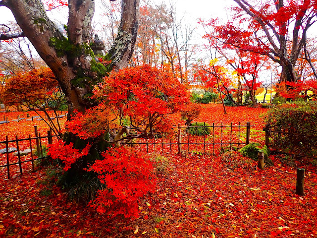 這是一個難以形容的「紅色」世界！