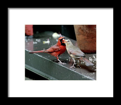 This is a screen shot of a framed photograph which is and available via Fine Art America. It features a male cardinal (left) feeding a female cardinal (right). Info re this print is @ https://fineartamerica.com/featured/cardinal-love-2-patricia-youngquist.html?product=framed-print