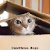 How to Train a Cat to Use a Scratching Post: Useful Tips  cats