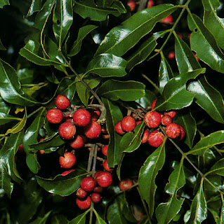 Rosewood,Acacia Fasciculifera,colonias,perfumes,fragancias,olor,olores