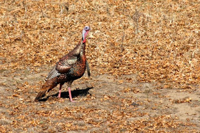 Meleagris gallopavo, wild turkey