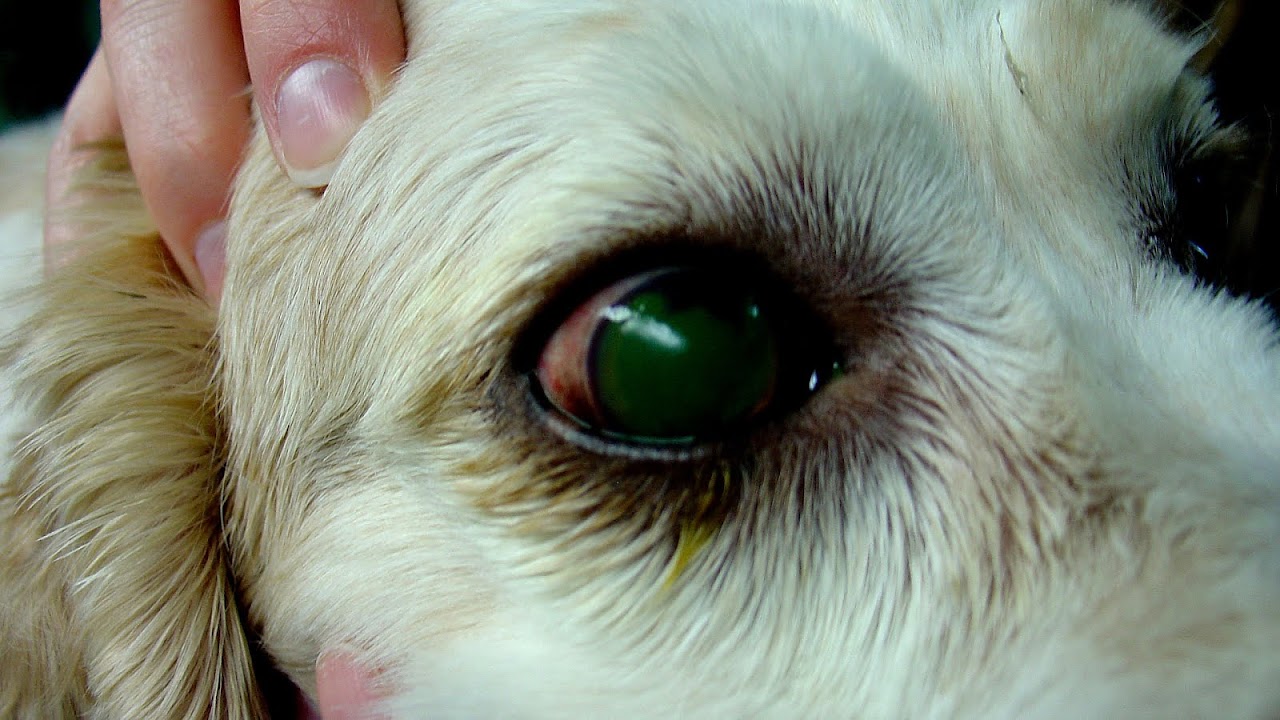 Dry eye syndrome Dog