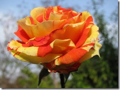 IMG_0008