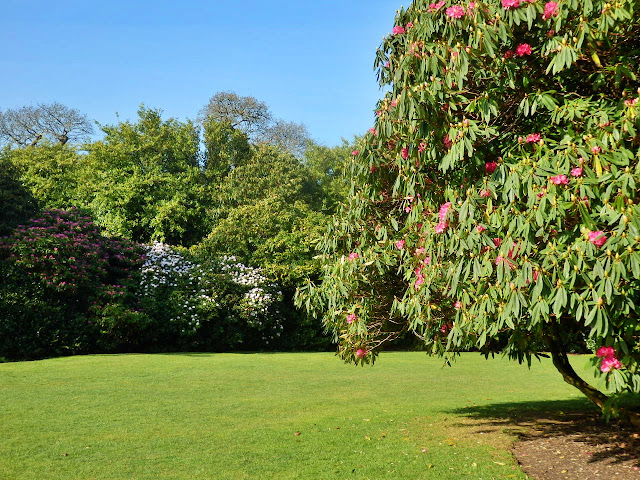 Rhododendrons at The Lost Gardens of Heligan