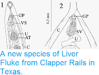 https://sciencythoughts.blogspot.com/2014/07/a-new-species-of-liver-fluke-from.html
