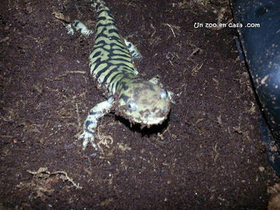 Ambystoma tigrinum - Eastern tiger salamander