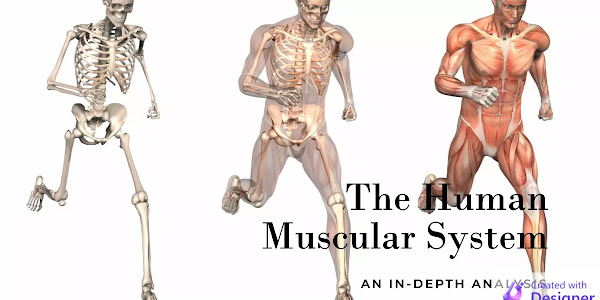 The Human Muscular System: An In-Depth Analysis