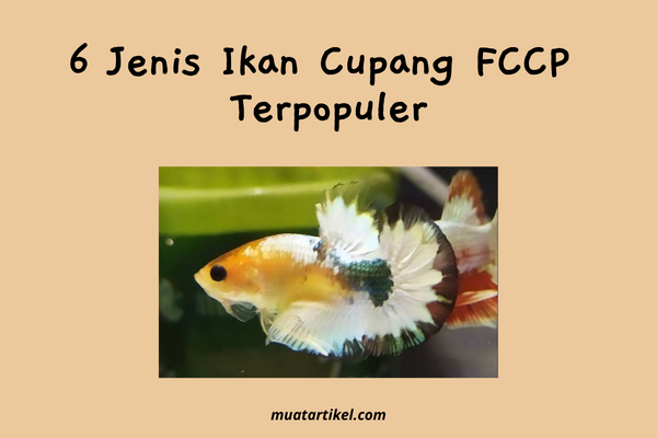 Jenis Ikan Cupang FCCP