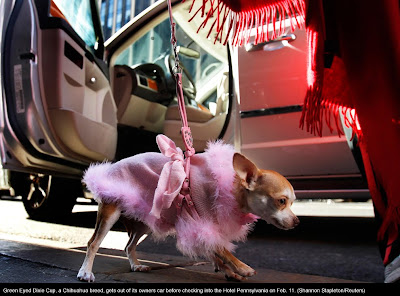 135th Westminster Kennel Club Dog Show at Madison Square Garden in New York City