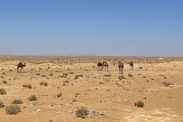 Escursioni nel deserto del Sahara