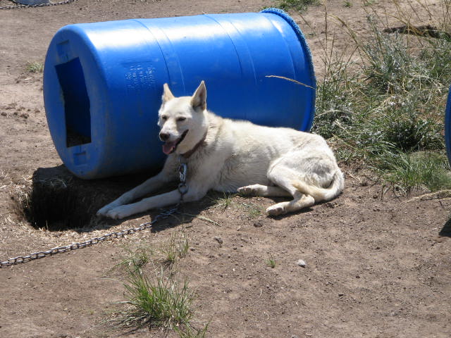 Black Hole Kennels2