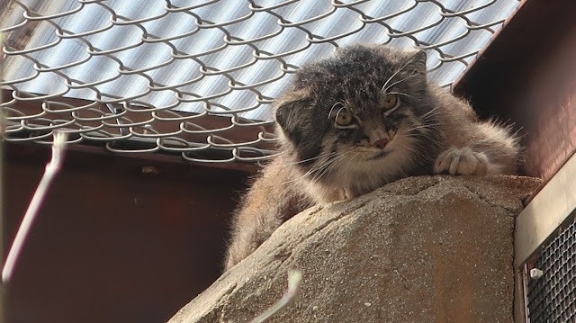 神戸市立王子動物園 マヌルネコ