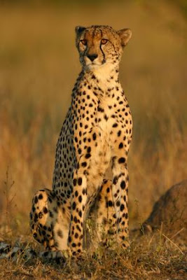 Cheetahs Hunting Video Gallery Pics