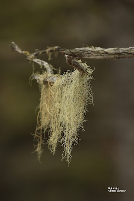 サルオガセ ≪Beard Lichen≫