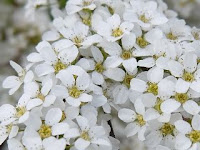 Spiraea thunbergii