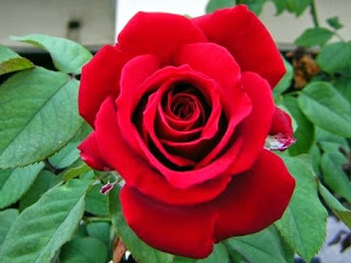 khasiat dan manfaat bunga mawar