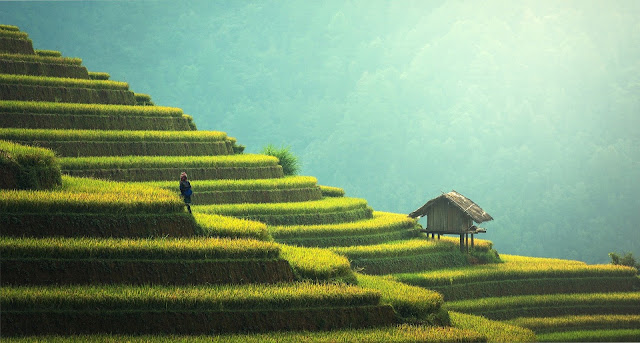 Picture of a hut and a person walks around the agricultural fields in hilly region of Nepal