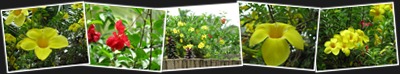 View Flowers1