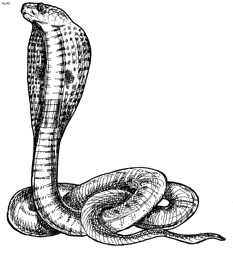 Download Coloring Pages: Snakes Coloring Pages Free and Printable