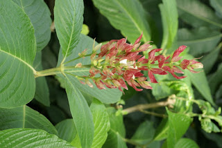 Megaskepasma erythrochlamys - Manteau rouge du Brésil