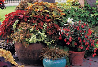 home garden plants pots, beautiful, unique stylish, images, pictures, designs, ideas