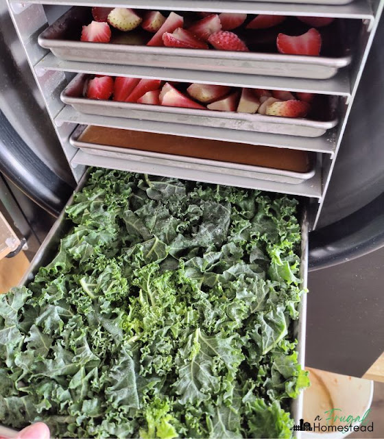 freeze drying kale