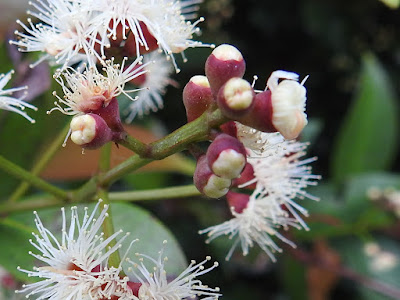 The flowers of Kelat Oil