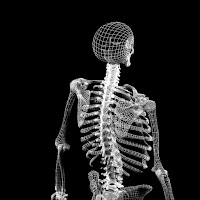 3d model human skeleton combine with biped