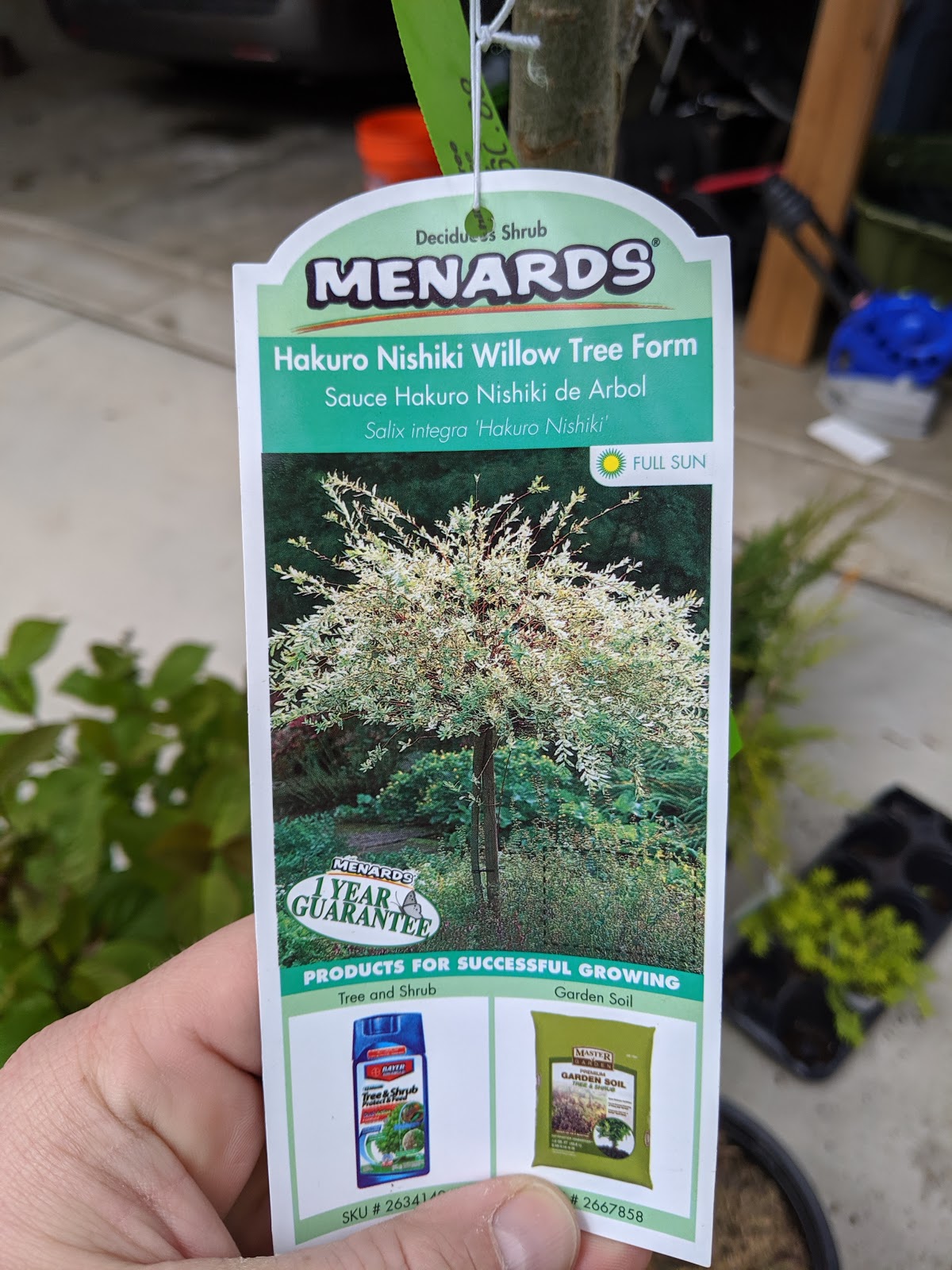 Image of Astilbe dappled willow companion plant