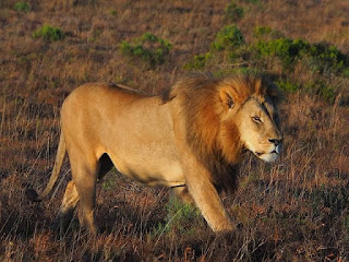 Arti mimpi Melihat Singa Dikejar, Membunuh dan Diserang Menurut Pendapat