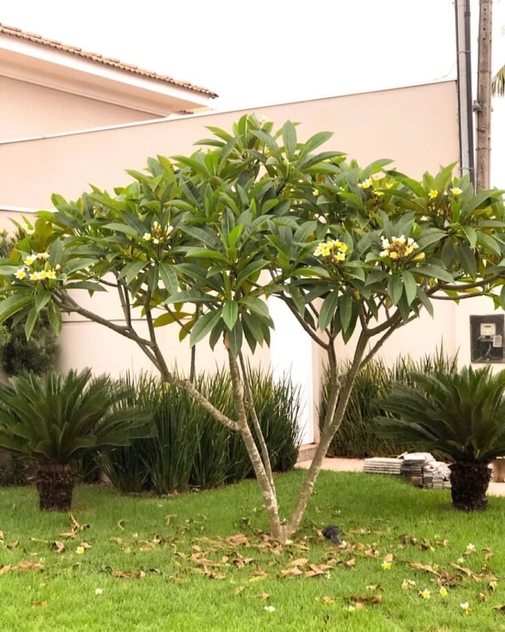 Plant Care: Growing Plumeria (Jasmine-Manga Plant)