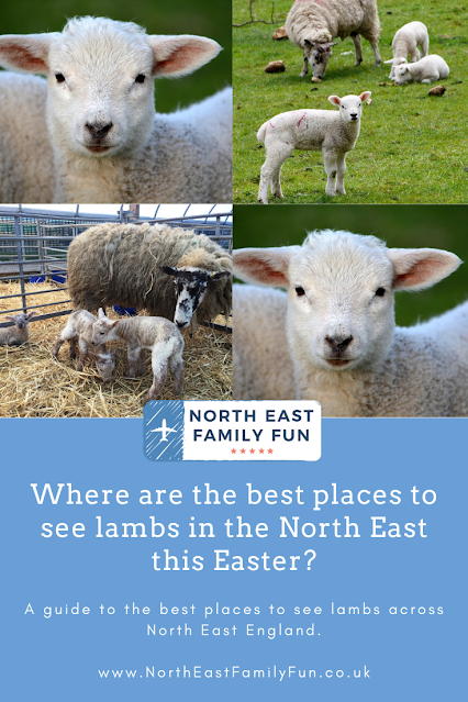 Where are the best places to see lambs in the North East this Easter?