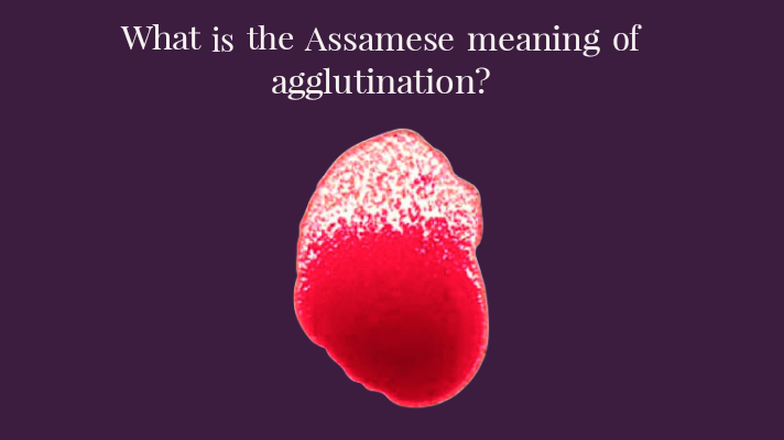 এগ্লুটিনেচনৰ অসমীয়া অৰ্থ কি? (What is the Assamese meaning of agglutination?)