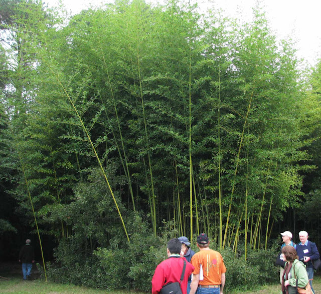 Bamboo Zone 54