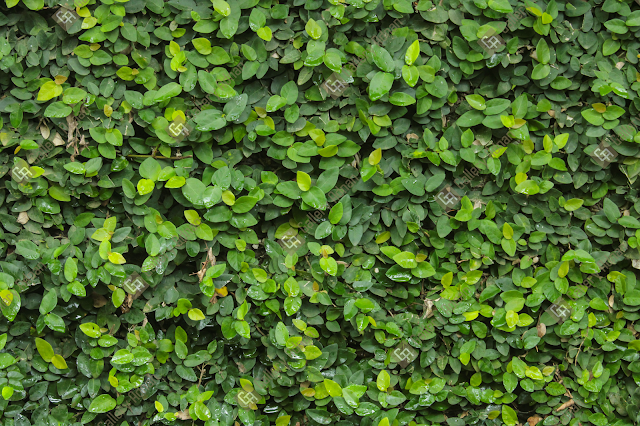 flora, garden, grass, green, leaf, leaves, natural, nature, pattern, plant, texture, tree, wall, wallpaper