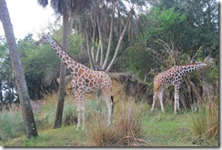 animal epcot 052