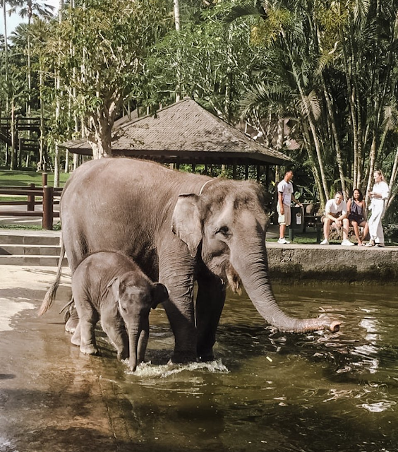 Mazon elephant park ubud