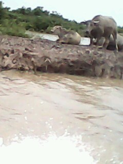 water buffalo is sun bathing