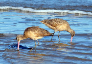 . the USA. Candlestick Point in San Francisco was named after this . (long billed curlew numenius americanus october phillip natural world)