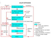 Populer Daur Ulang Nitrogen, Info Penting!