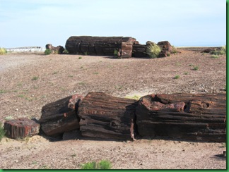 Painted Desert & Petrified Forest 342