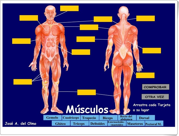 Los músculos Ciencias Naturales de Primaria