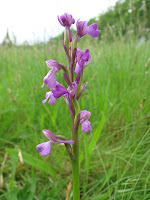 Green-winged Orchid