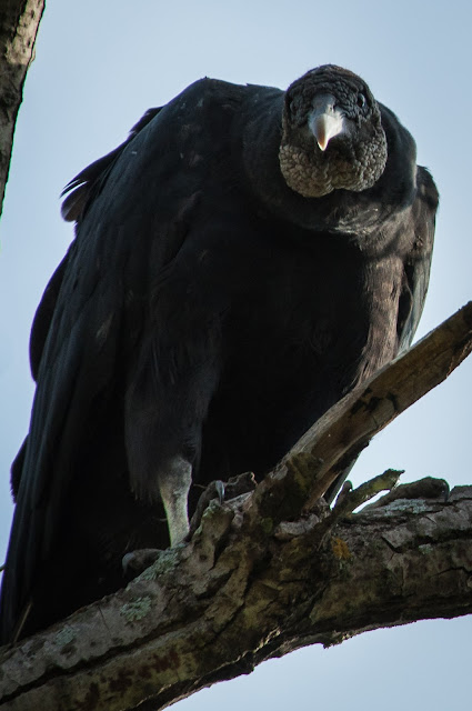 Black Vulture, LLELA