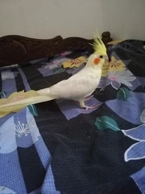 Cockatiel Birds