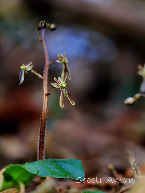 Neottia japonica