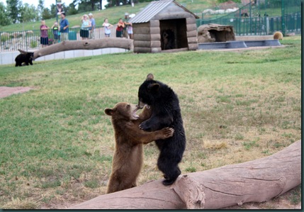 Mt Rushmore and Bear Country 160