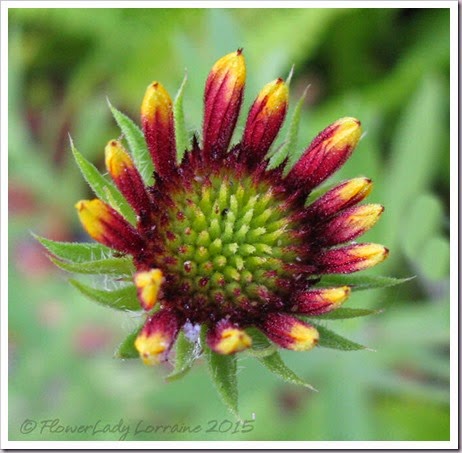 03-18-blanket-flower