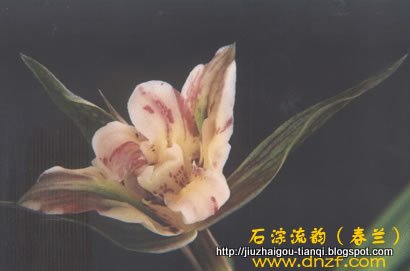 兰花-花:09020511380623